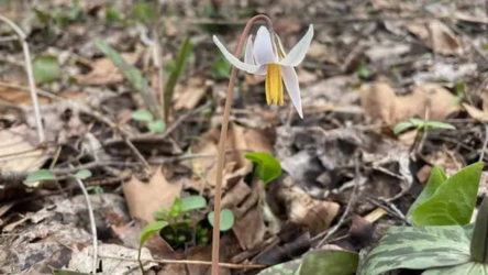 Trout Lily Walk at Spring Creek Forest Preserve